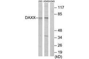 Western blot analysis of extracts from 293 cells/A549 cells, using DAXX Antibody. (DAXX Antikörper  (AA 361-410))