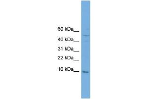 WB Suggested Anti-COX7B Antibody Titration: 0. (COX7B Antikörper  (N-Term))