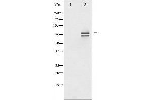 Western blot analysis of Lamin A/C phosphorylation expression in HeLa whole cell lysates,The lane on the left is treated with the antigen-specific peptide.