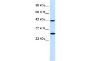 Western Blotting (WB) image for anti-Proteasome (Prosome, Macropain) 26S Subunit, Non-ATPase, 4 (Psmd4) antibody (ABIN2460431) (PSMD4/ASF Antikörper)