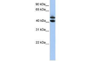 WB Suggested Anti-SOHLH1 Antibody Titration: 0. (SOHLH1 Antikörper  (C-Term))