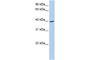 WB Suggested Anti-MEIS3 Antibody Titration:  0.