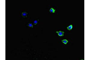 Immunofluorescent analysis of HepG2 cells using ABIN7149360 at dilution of 1:100 and Alexa Fluor 488-congugated AffiniPure Goat Anti-Rabbit IgG(H+L) (CKAP2L Antikörper  (AA 246-413))