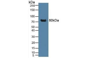 Figure. (CD42b Antikörper  (AA 19-291))