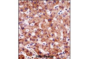 BCL7B Antibody (C-term) ((ABIN1536707 and ABIN2848811))immunohistochemistry analysis in formalin fixed and paraffin embedded human liver tissue followed by peroxidase conjugation of the secondary antibody and DAB staining. (BCL7B Antikörper  (C-Term))