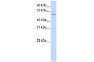 Image no. 1 for anti-HMG Box-Containing Protein 1 (HBP1) (C-Term) antibody (ABIN6740569) (HBP1 Antikörper  (C-Term))