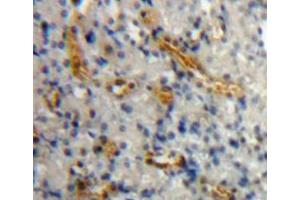 IHC-P analysis of kidney tissue, with DAB staining. (AGR2 Antikörper  (AA 21-175))
