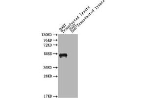 Western Blot Positive WB detected in: mpt64 293T Transfected lysate, 293T non-Transfected lysate All lanes: mpt64 antibody at 1:2000 Secondary Goat polyclonal to rabbit IgG at 1/50000 dilution Predicted band size: 51 kDa Observed band size: 51 kDa (Immunogenic Protein MPT64 (AA 24-228) Antikörper)