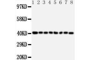 Lane 8:  Cell Lysate (PPID Antikörper  (C-Term))