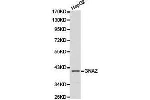 Western Blotting (WB) image for anti-Guanine Nucleotide Binding Protein (G Protein), alpha Z Polypeptide (GNaZ) antibody (ABIN1872846) (GNaZ Antikörper)