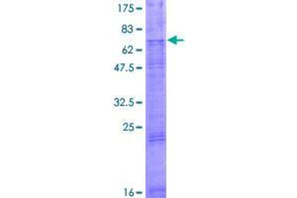 SLC46A2 Protein (AA 1-475) (GST tag)