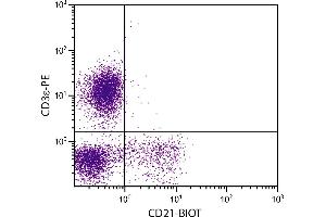 Porcine peripheral blood lymphocytes were stained with Mouse Anti-Porcine CD21-BIOT. (CD21 Antikörper  (Biotin))