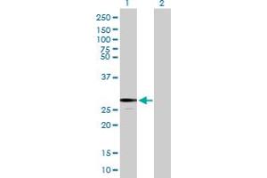 Western Blot analysis of FKBP7 expression in transfected 293T cell line by FKBP7 MaxPab polyclonal antibody.