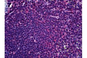 Anti-FADS1 antibody IHC of human spleen. (FADS1 Antikörper  (AA 1-100))