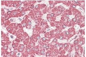 AP21284PU-N ETFB antibody staining of paraffin embedded Human Liver at 3. (ETFB Antikörper  (AA 231-243))