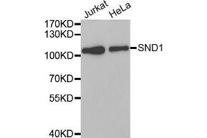 Western Blotting (WB) image for anti-Staphylococcal Nuclease Domain Containing Protein 1 (SND1) antibody (ABIN1980241) (SND1 Antikörper)