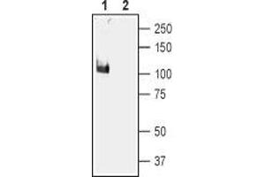 Western Blotting (WB) image for anti-Potassium Large Conductance Calcium-Activated Channel, Subfamily M, alpha Member 1 (KCNMA1) (AA 1097-1196), (Intracellular) antibody (ABIN7043492)