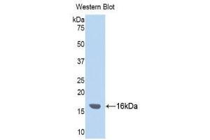 Western Blotting (WB) image for anti-Inter alpha Globulin Inhibitor H4 (ITIH4) (AA 273-424) antibody (ABIN3201788) (ITIH4 Antikörper  (AA 273-424))