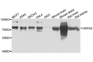Western blot analysis of extracts of various cell lines, using HSPA2 antibody. (HSPA2 Antikörper  (AA 400-639))
