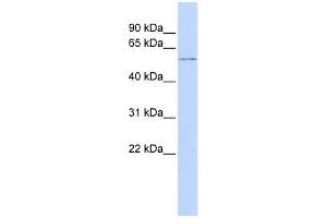 WB Suggested Anti-GPS1 Antibody Titration: 0. (GPS1 Antikörper  (N-Term))