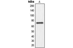 Western blot analysis of NFE2L3 expression in HepG2 (A) whole cell lysates. (NFE2L3 Antikörper  (Center))
