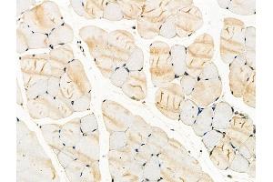 Phospho-ITK (Tyr180) Antibody at 1/100 staining Mouse muscle tissue by IHC-P. (ITK Antikörper  (pTyr180))