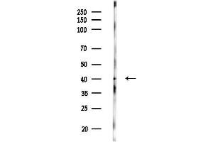 anti-Transaldolase 1 (TALDO1) (N-Term) antibody