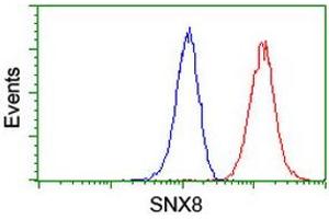 Image no. 8 for anti-Sorting Nexin 8 (SNX8) antibody (ABIN1501039) (SNX8 Antikörper)