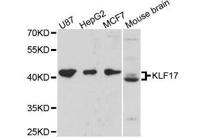 Western blot analysis of extracts of various cell lines, using KLF17 antibody. (KLF17 Antikörper  (AA 210-389))