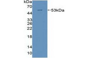 Figure. (POLD1 Antikörper  (AA 41-254))