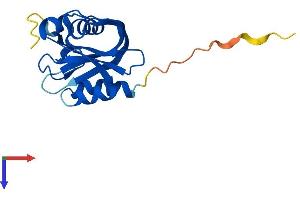NUDT11 Protein (AA 1-164) (His tag)
