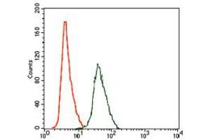 Image no. 4 for anti-rho GDP Dissociation Inhibitor (GDI) alpha (ARHGDIA) antibody (ABIN1500701) (ARHGDIA Antikörper)