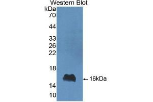 Western blot analysis of recombinant Cow aLA.