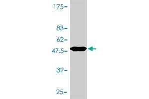 Western Blotting (WB) image for anti-Major Histocompatibility Complex, Class II, DM alpha (HLA-DMA) (AA 1-261) antibody (ABIN561267)