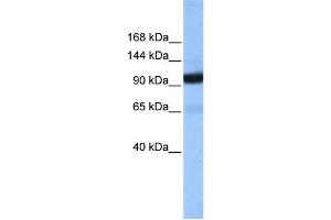 WB Suggested Anti-COPB1 Antibody Titration: 0. (COPB1 Antikörper  (Middle Region))