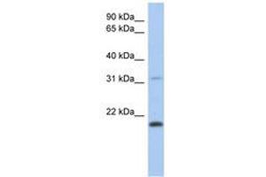 Image no. 1 for anti-C-Type Lectin-Like 1 (CLECL1) (AA 71-120) antibody (ABIN6741240) (CLECL1 Antikörper  (AA 71-120))