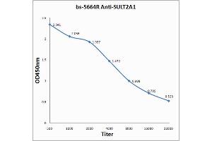 Antigen: 0. (SULT2A1 Antikörper  (AA 91-170))