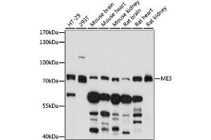 ME3 antibody  (AA 505-604)