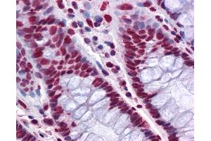 Anti-THOC6 / WDR58 antibody IHC of human colon. (THOC6 Antikörper  (AA 71-181))