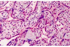 Human Placenta: Formalin-Fixed, Paraffin-Embedded (FFPE) (GDF15 Antikörper  (AA 286-299))