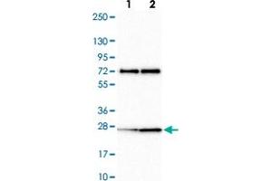 Western blot analysis of Lane 1: Human cell line RT-4 Lane 2: Human cell line U-251MG sp with CLK2 polyclonal antibody  at 1:100-1:250 dilution. (CLK2 Antikörper)