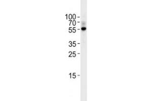 TGF Beta 2 antibody western blot analysis in Raji lysate. (TGFB2 Antikörper  (AA 277-306))