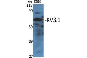 Western Blot (WB) analysis of specific cells using KV3.