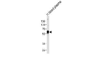 Western blot analysis of lysate from human blood plasma tissue lysate, using SERPINA1 Antibody (Center) (ABIN653381 and ABIN2842847). (SERPINA1 Antikörper  (AA 158-187))