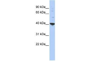 WB Suggested Anti-PURA Antibody Titration:  0.