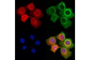 ABIN6258453 and ABIN6274980 staining HepG2 cells by IF/ICC.