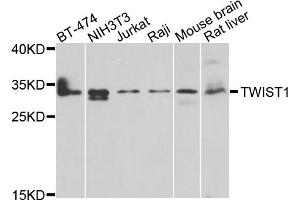 Western blot analysis of extracts of various cell lines, using TWIST1 antibody (ABIN4905524) at 1:1000 dilution. (TWIST1 Antikörper)