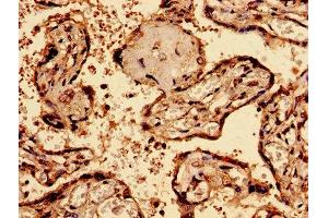 Immunohistochemistry analysis of human placenta tissue using ABIN7145580 at dilution of 1:100 (Biglycan Antikörper  (AA 38-300))