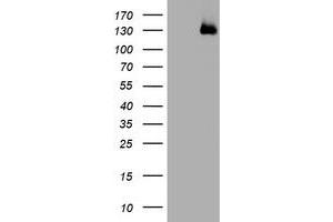 Image no. 1 for anti-WW and C2 Domain Containing 1 (WWC1) antibody (ABIN1501761) (WWC1 Antikörper)