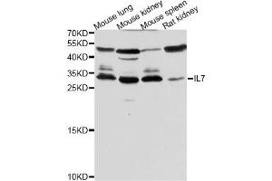 Western blot analysis of extracts of various cell lines, using IL7 antibody (ABIN5970816) at 1/500 dilution. (IL-7 Antikörper)